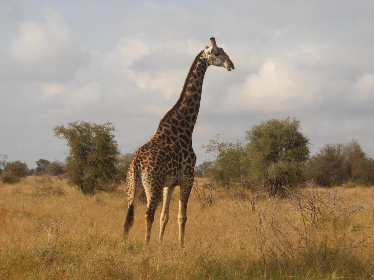 Masorini Bush Lodge & Safari Tents Phalaborwa Exterior foto